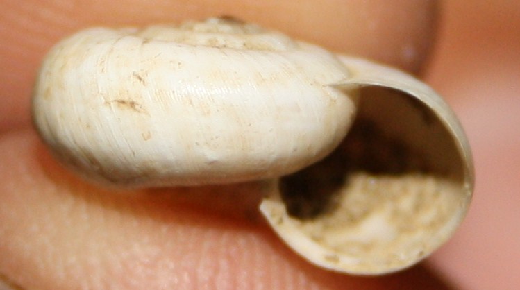 Monacha cartusiana e Cernuella cf. neglecta